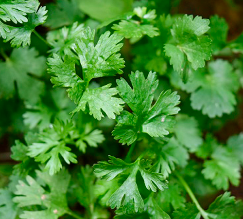Cilantro