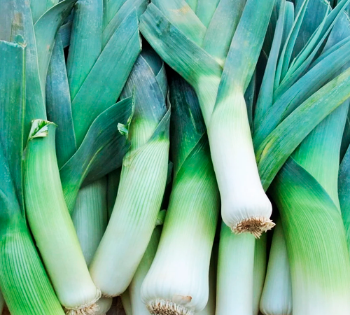 Leek
